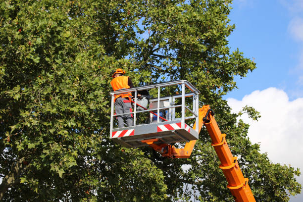 Best Tree and Shrub Care  in South Hill, NY